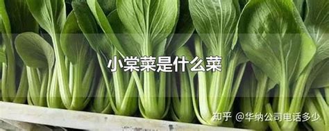 小棠菜禁忌|小棠菜的营养价值及营养成分